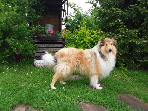 Krycí pes - ARISTOKRAT ERNY KOLTIJE