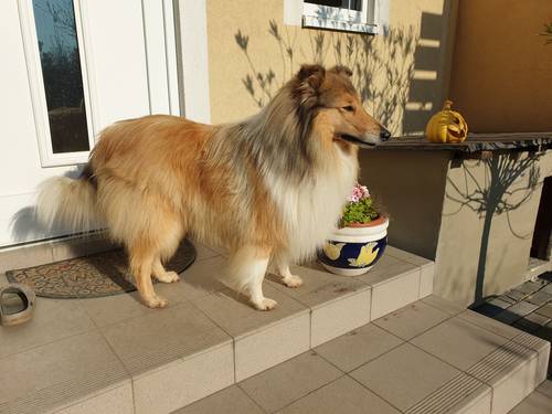 Krycí pes - ARISTOKRAT ERNY KOLTIJE