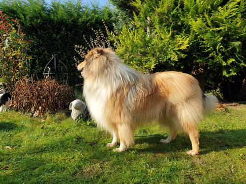 Krycí pes - ARISTOKRAT ERNY KOLTIJE