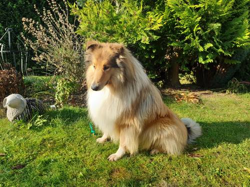 Krycí pes - ARISTOKRAT ERNY KOLTIJE