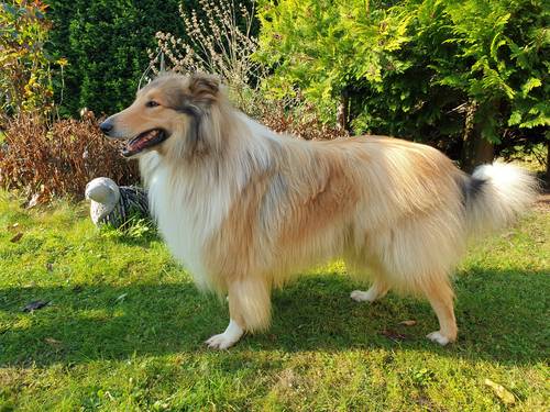 Krycí pes - ARISTOKRAT ERNY KOLTIJE