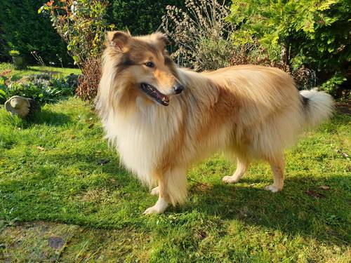 Krycí pes - ARISTOKRAT ERNY KOLTIJE