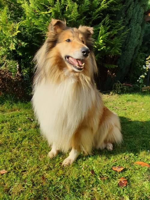 Krycí pes - ARISTOKRAT ERNY KOLTIJE