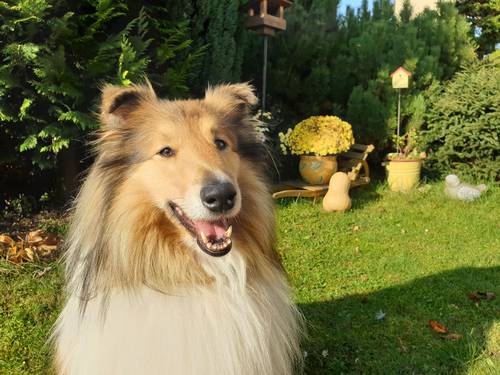 Krycí pes - ARISTOKRAT ERNY KOLTIJE