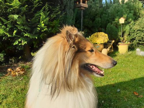 Krycí pes - ARISTOKRAT ERNY KOLTIJE