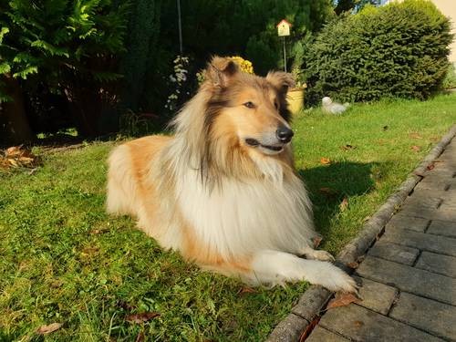 Krycí pes - ARISTOKRAT ERNY KOLTIJE