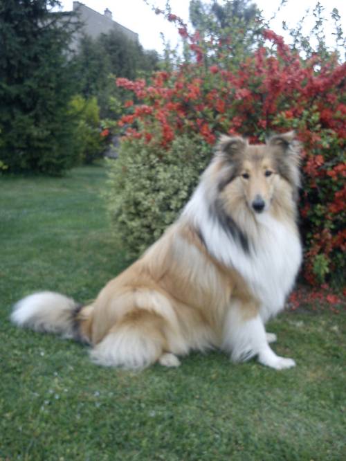 Krycí pes - ARISTOKRAT ERNY KOLTIJE