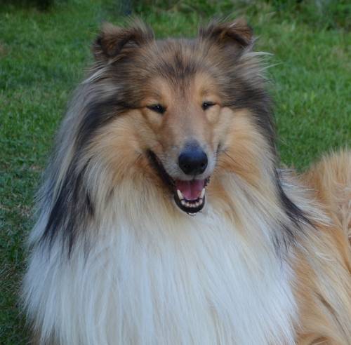 Krycí pes - ARISTOKRAT ERNY KOLTIJE