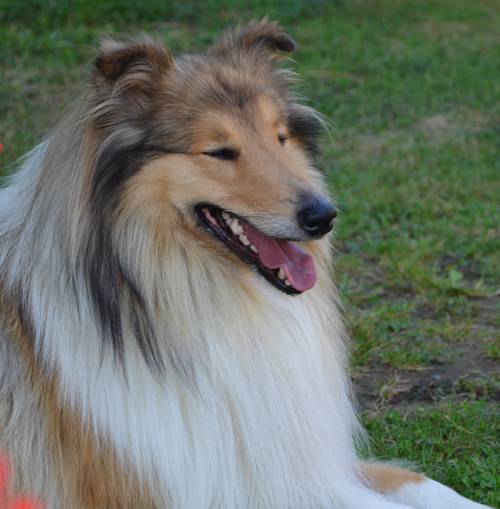 Krycí pes - ARISTOKRAT ERNY KOLTIJE