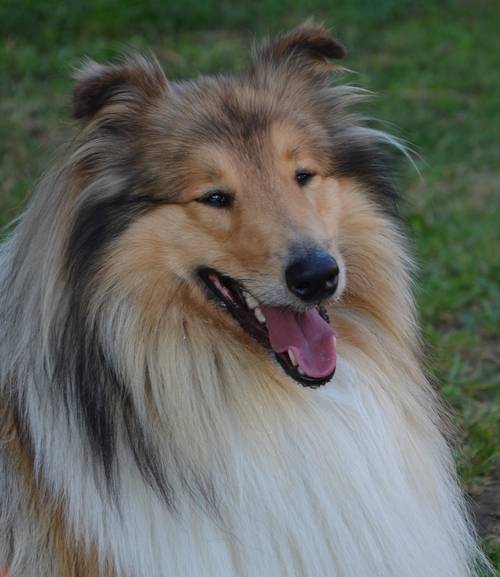 Krycí pes - ARISTOKRAT ERNY KOLTIJE