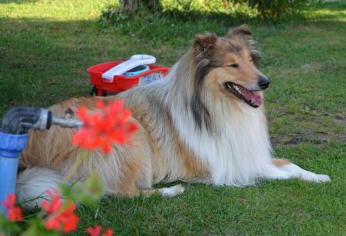 Krycí pes - ARISTOKRAT ERNY KOLTIJE