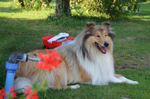 Krycí pes - ARISTOKRAT ERNY KOLTIJE