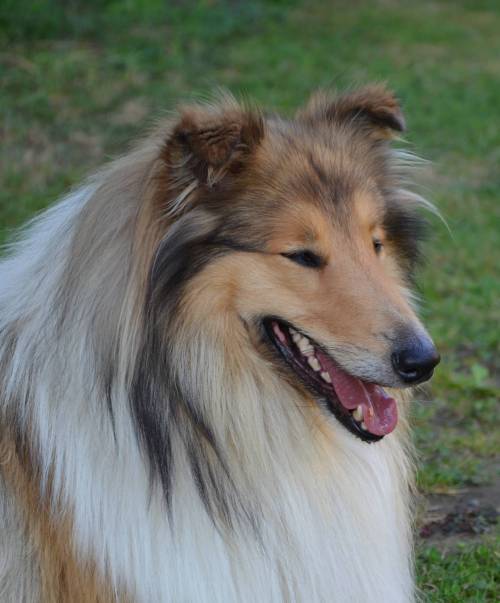 Krycí pes - ARISTOKRAT ERNY KOLTIJE