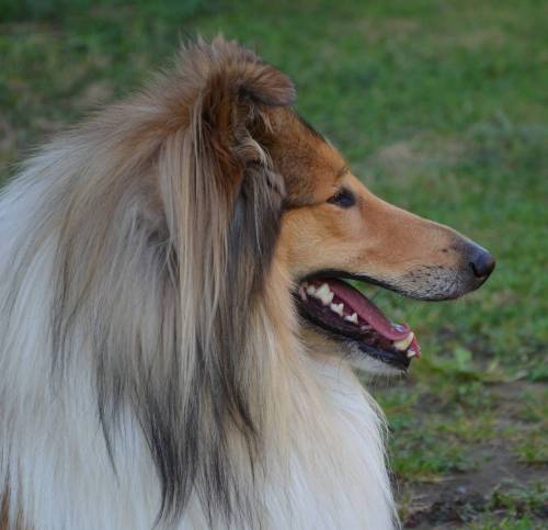 Krycí pes - ARISTOKRAT ERNY KOLTIJE