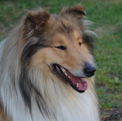 Krycí pes - ARISTOKRAT ERNY KOLTIJE