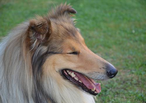 Krycí pes - ARISTOKRAT ERNY KOLTIJE