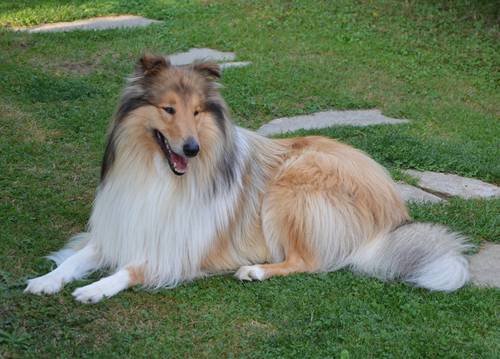 Krycí pes - ARISTOKRAT ERNY KOLTIJE