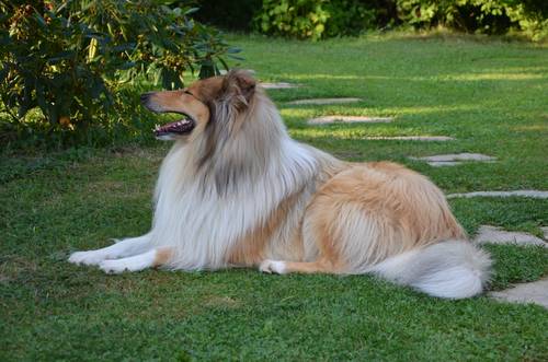 Krycí pes - ARISTOKRAT ERNY KOLTIJE