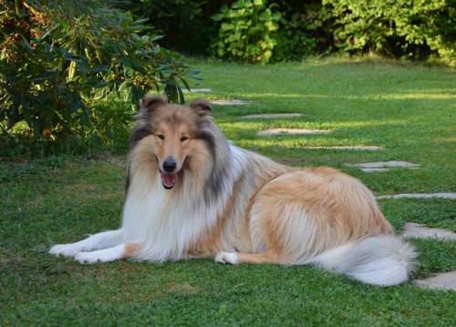 Krycí pes - ARISTOKRAT ERNY KOLTIJE