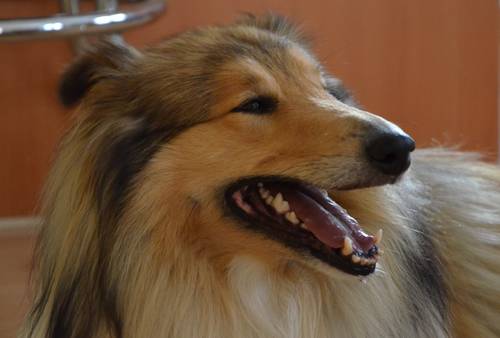 Krycí pes - ARISTOKRAT ERNY KOLTIJE