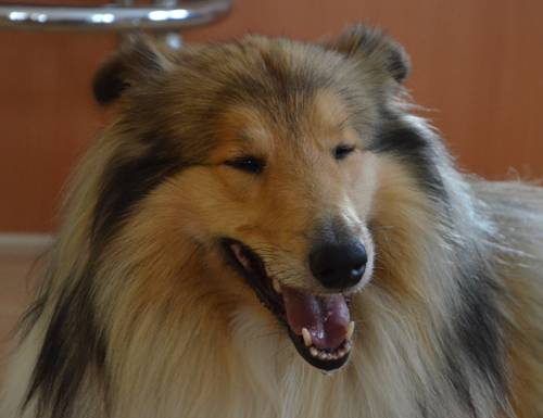 Krycí pes - ARISTOKRAT ERNY KOLTIJE