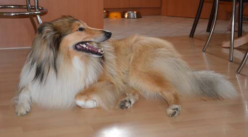 Krycí pes - ARISTOKRAT ERNY KOLTIJE